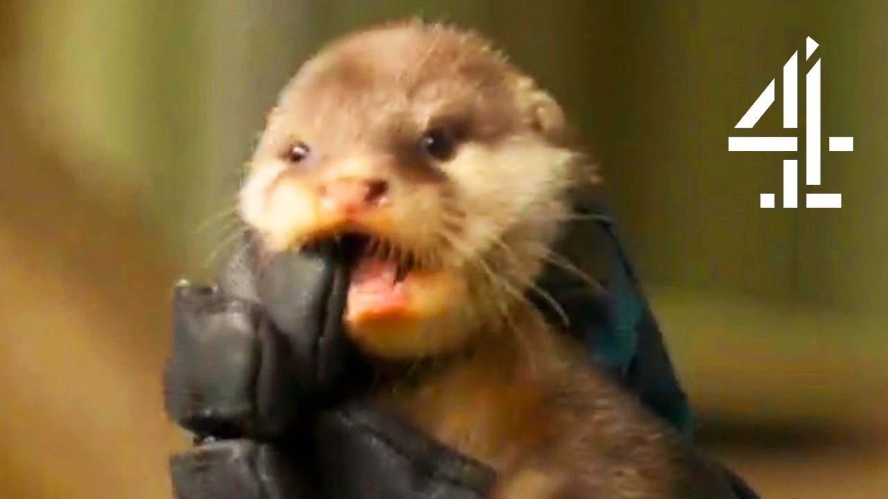 The Baby Otters Meet The Babirusas | The Secret Life Of The Zoo