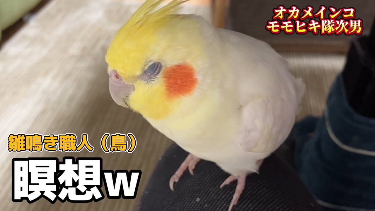 【オカメインコ】ろくちゃんの雛泣き（ジャージャー）が可愛すぎる！お母ちゃんの足の上がお気に入り　#オカメインコ #モモヒキ隊 #インコのいる生活 #雛泣き #ツンデレ #鳥馬鹿メラ