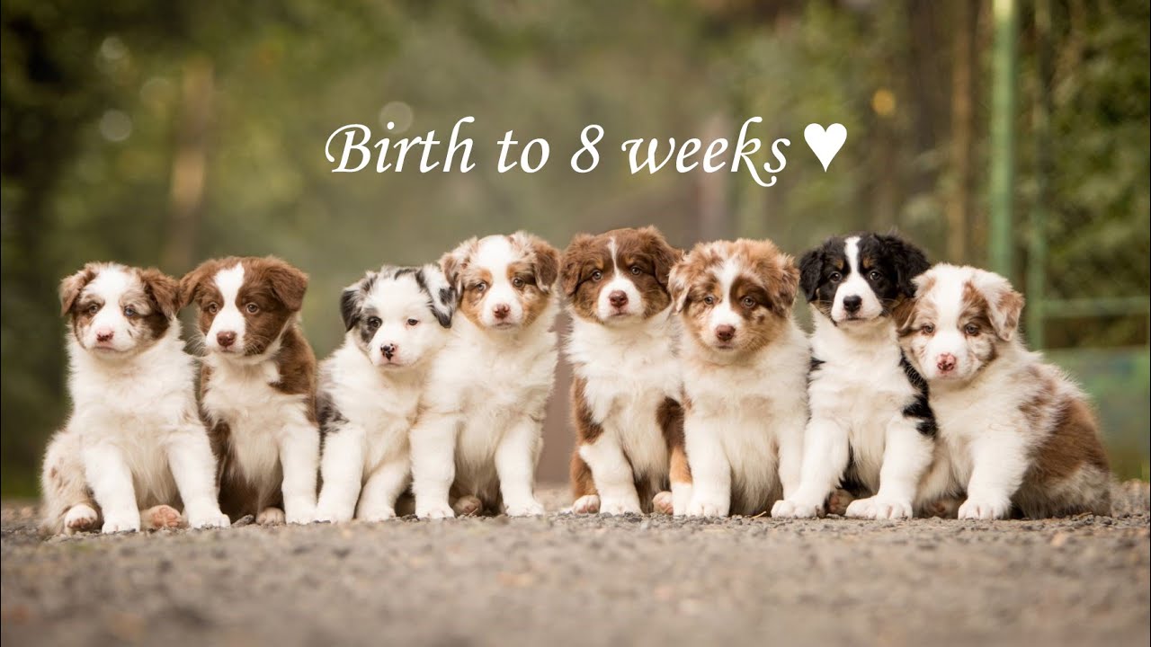 Birth to 8 weeks - australian shepherd puppies ♥