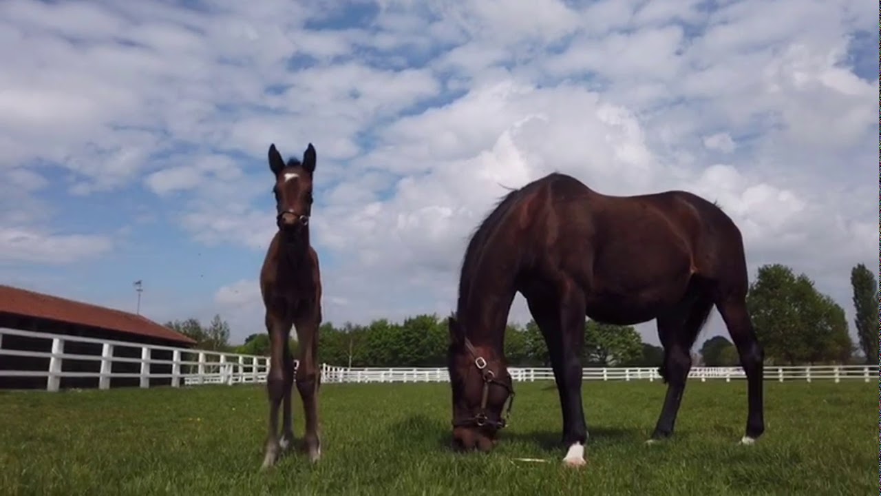 ZARKAVA and her 2020 filly foal