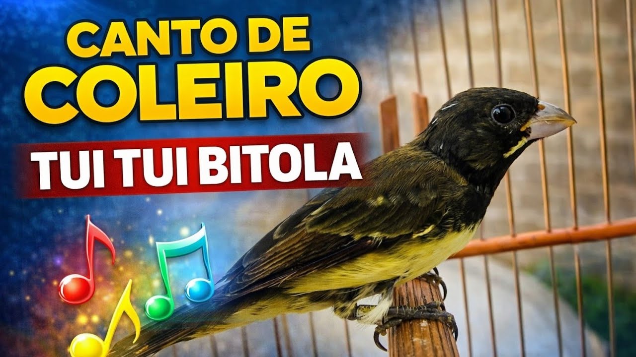 CANTO DE COLEIRO TUI TUI BITOLA CANTO FIBRA PRA ESQUENTAR COLEIRO E ENCARTA 