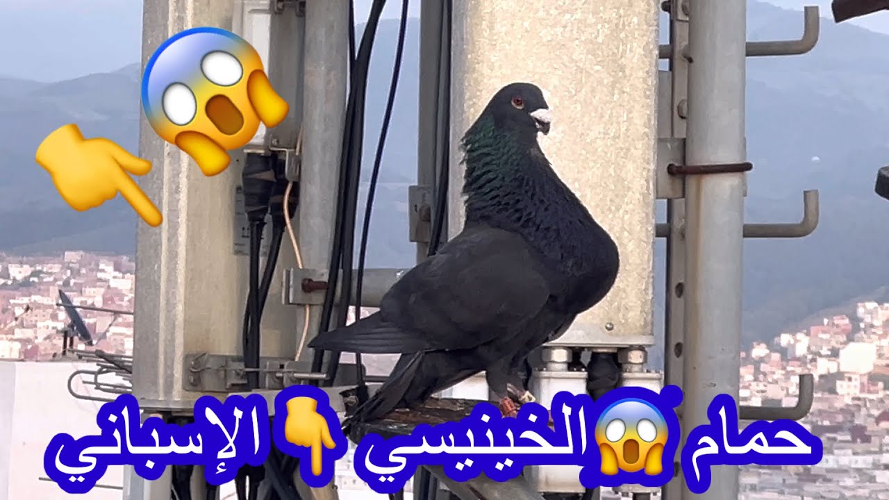 حمام -#الخينيسي _#🇪🇸الإسباني 👇😱مع أحسن-# مولوع في مدينة _#تطوان ❤️مملكة المغربية👍🏻