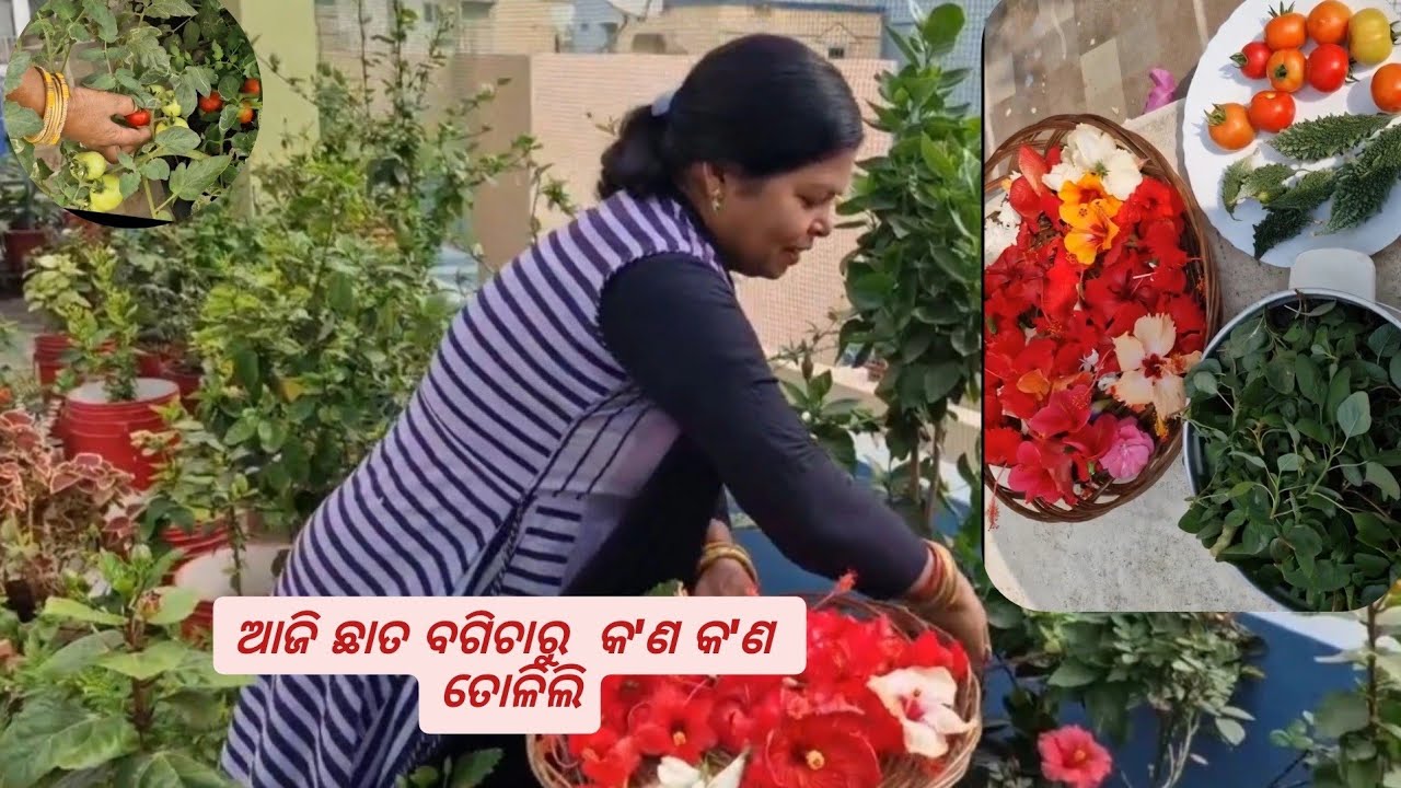  ଛାତ ବଗିଚାରୁ କ'ଣ  ତୋଳିଲି | Chhat ke upar flower garden | Chhat ke upar organic vegetable kaise kare 