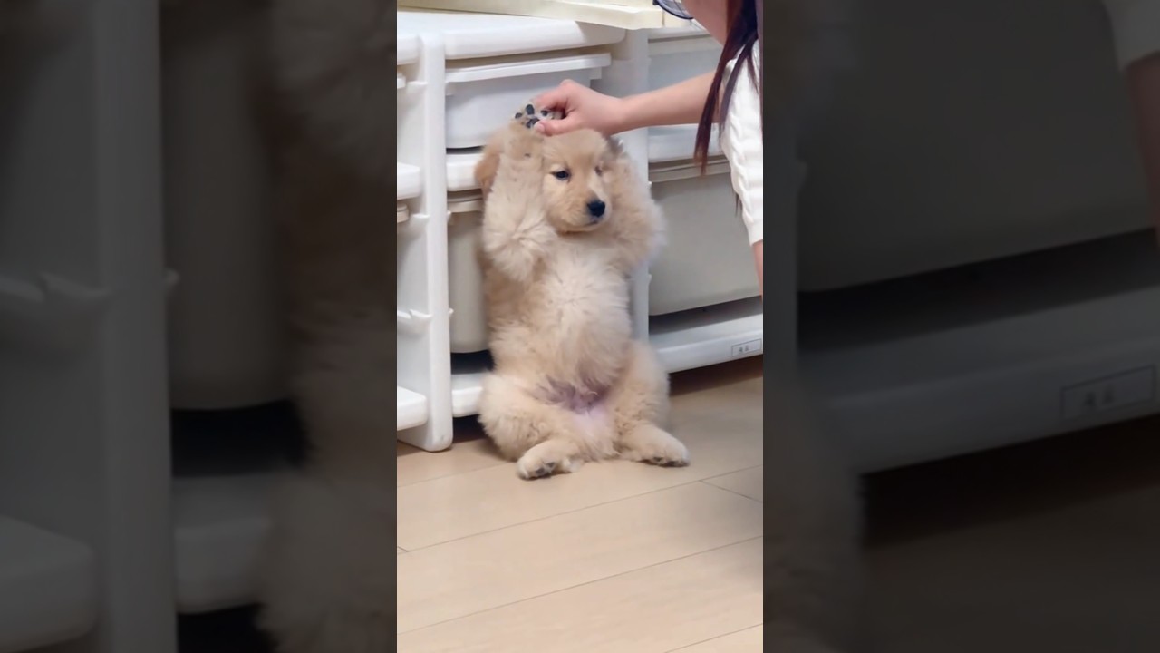 boo thank #music #laughingpets #funny #laugher #funnyanimals #coversong #pets