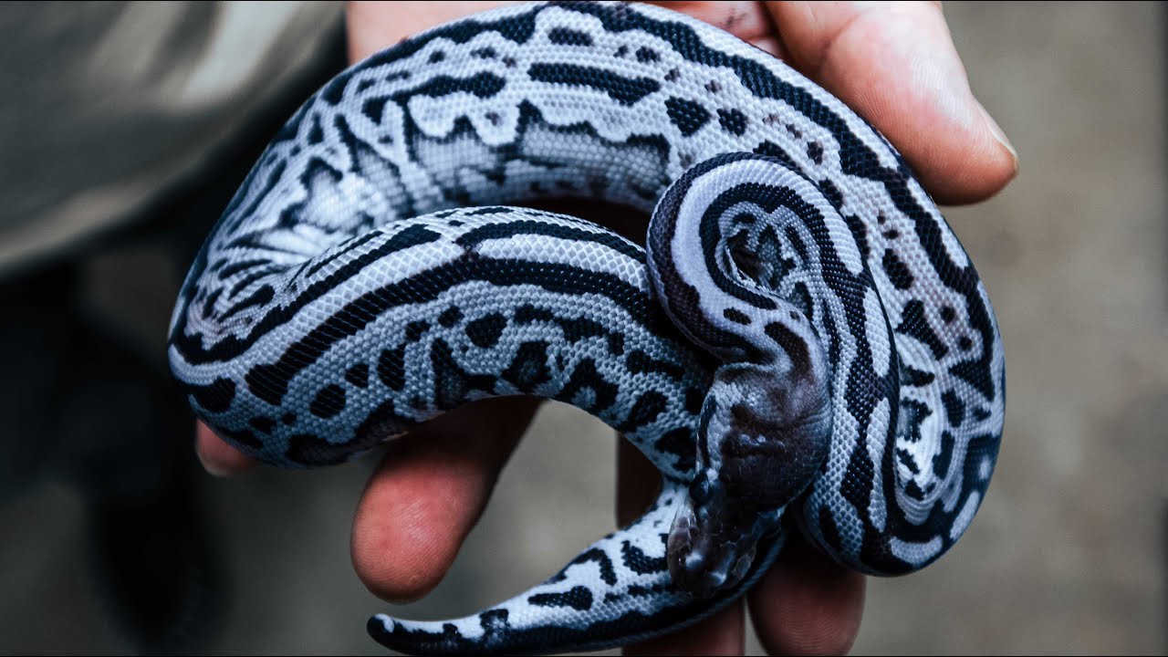 WORKING ON BLUE SNAKES!! | BRIAN BARCZYK