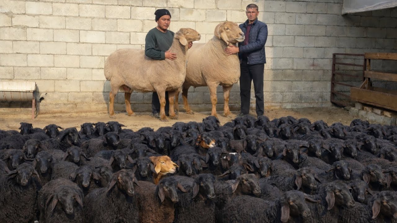 OZODBEKGA DAXSHAT QOZILAR VA QOCHQOR SOVLIQLAR KELDI