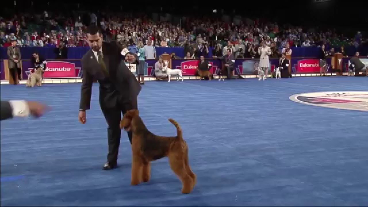 Airedales - Terrier Group Eukanuba 2015 GCH CH Wildside Windancer