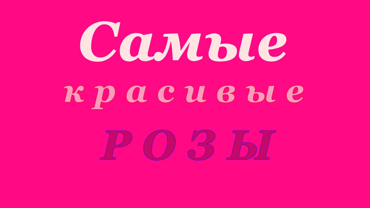 Mingechevir-Мингечаур - Самые красивые розы