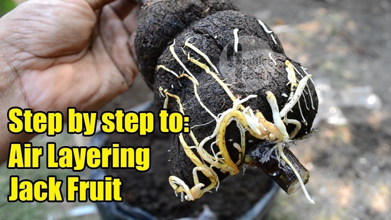 How To Grafting (Air Layering) JackFruit Step by Step