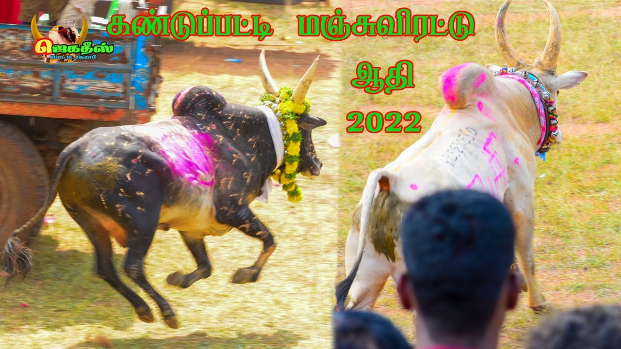 #ஆதினமிளகி_அய்யனார்_கோவில்_காளை #கண்டுப்பட்டி_மஞ்சுவிரட்டு_திருவிழா_2022