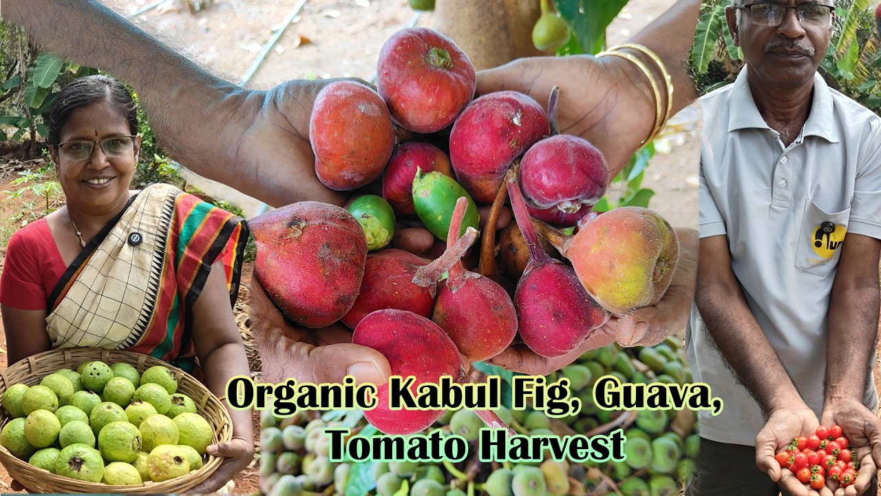🍅🍆🫛New காபூல் அத்தி + More அறுவடை | Harvest Vlog #farming #comedy