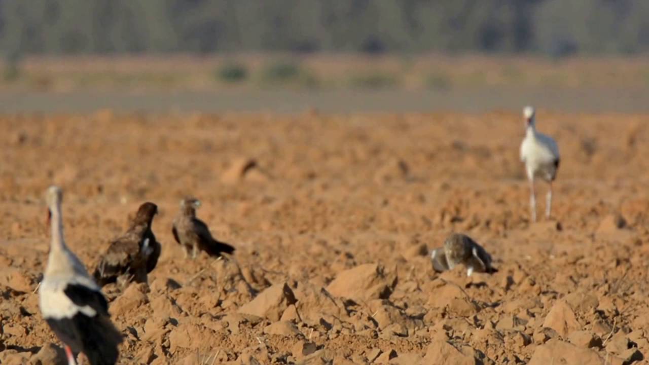 Tawny Eagle, Short Toed Eagle vs Diadem Snake & White Storks