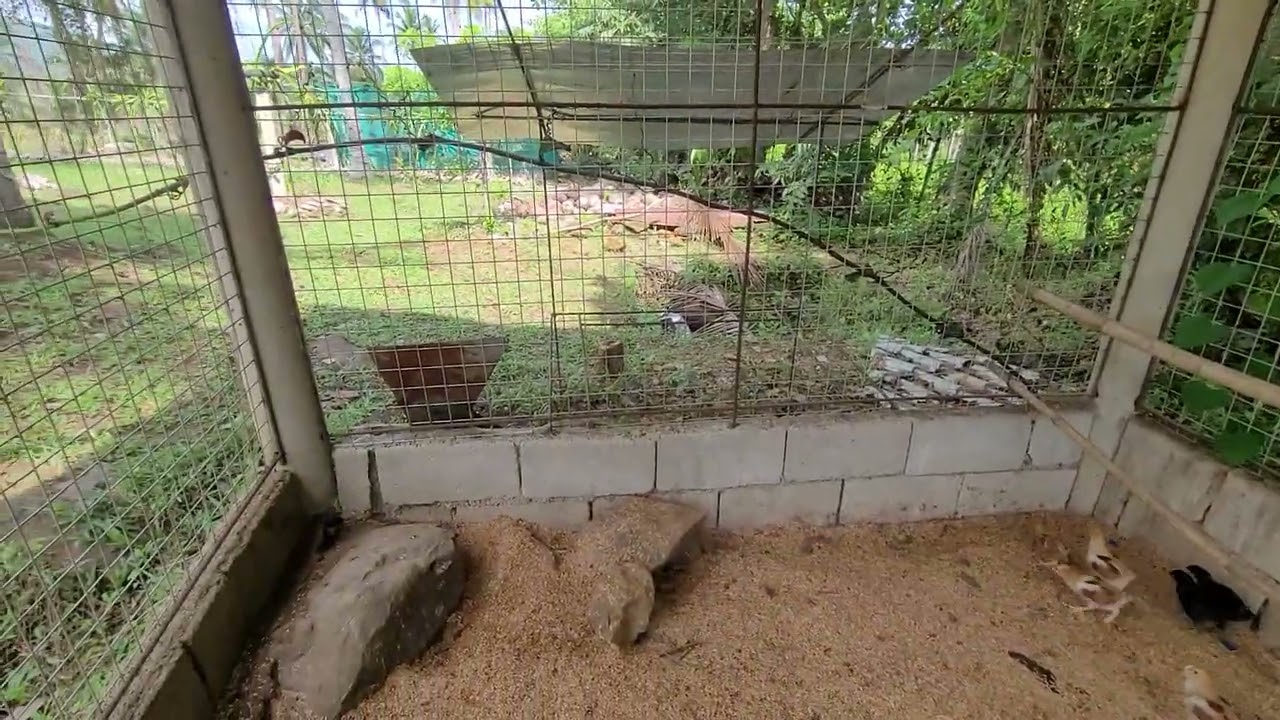 Brown egg layer chicks  ( Rhode island red,  Barred rock , Black austrolorp)