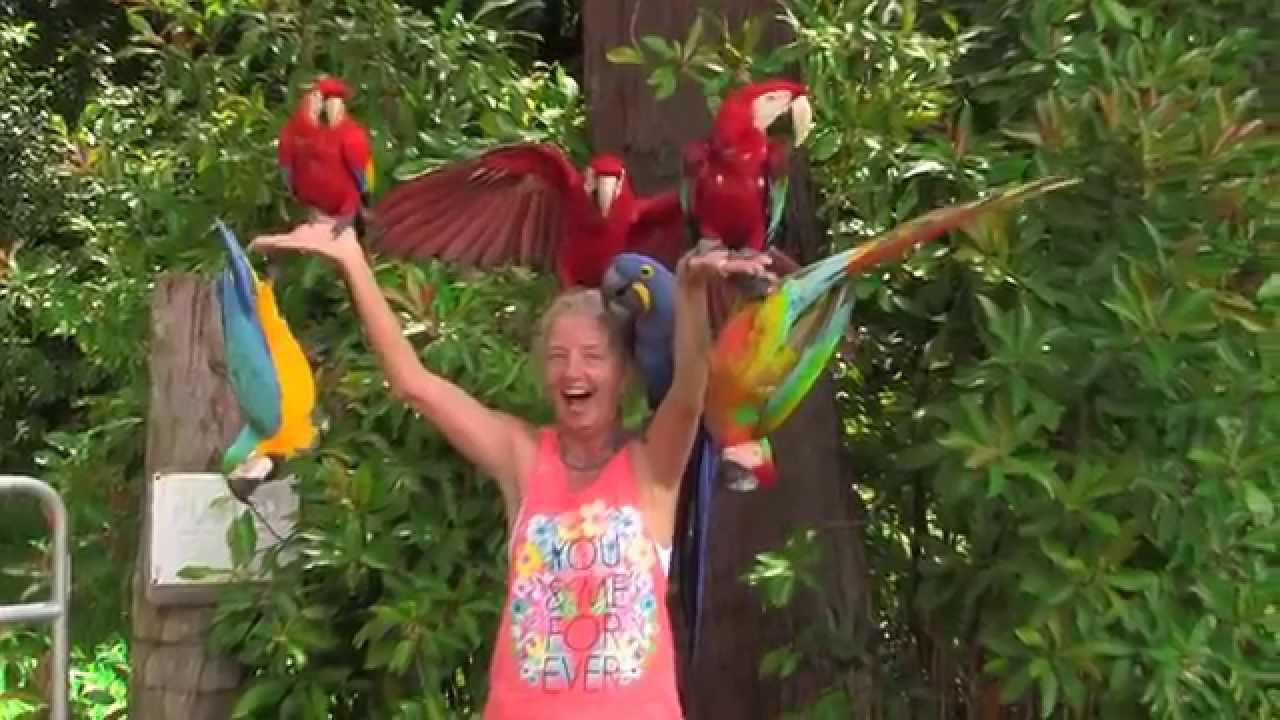 Kimbra and the Maui Macaws