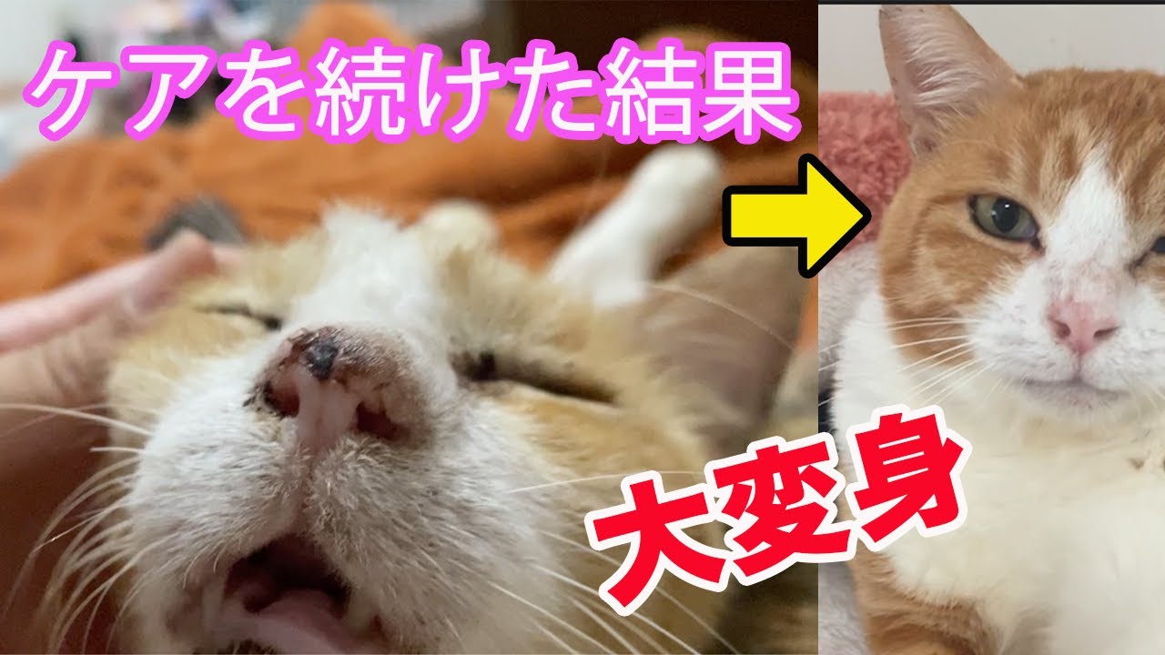 【保護猫のビフォーアフター】鼻や目ヤニがここまで変わりました