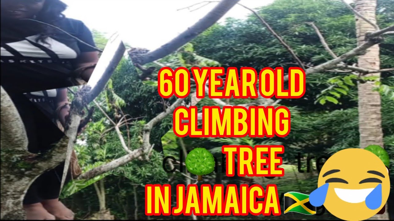 60 year old woman  climbing tree in jamaica 