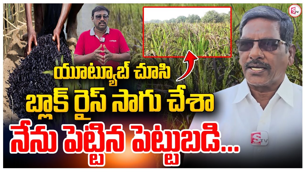 యూట్యూబ్ చూసి బ్లాక్ రైస్ సాగు చేశా  || Black Rice Farming #sumantvrampachodavaram