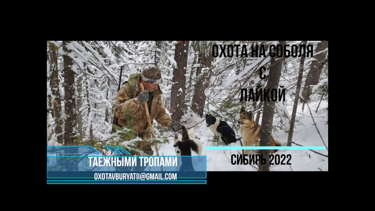 Охота на соболя с лайкой в Сибири. сезон 2022.