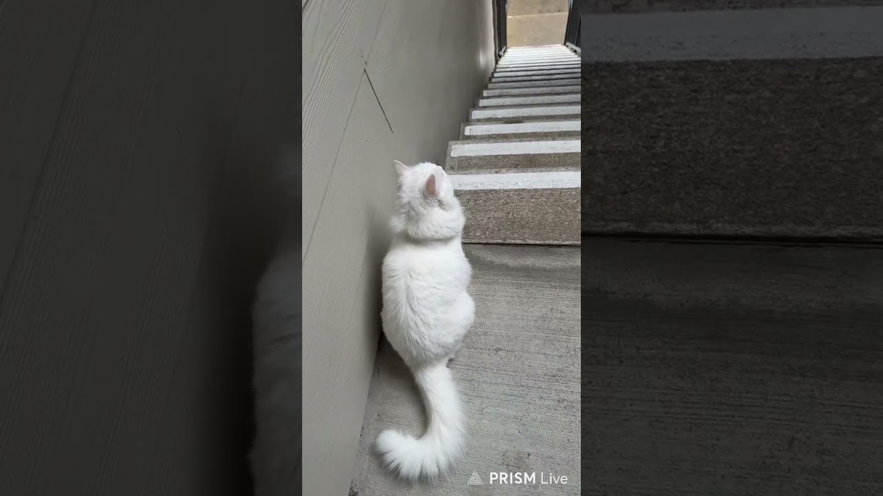 Max and Mini Adventures - Live! 😻😻