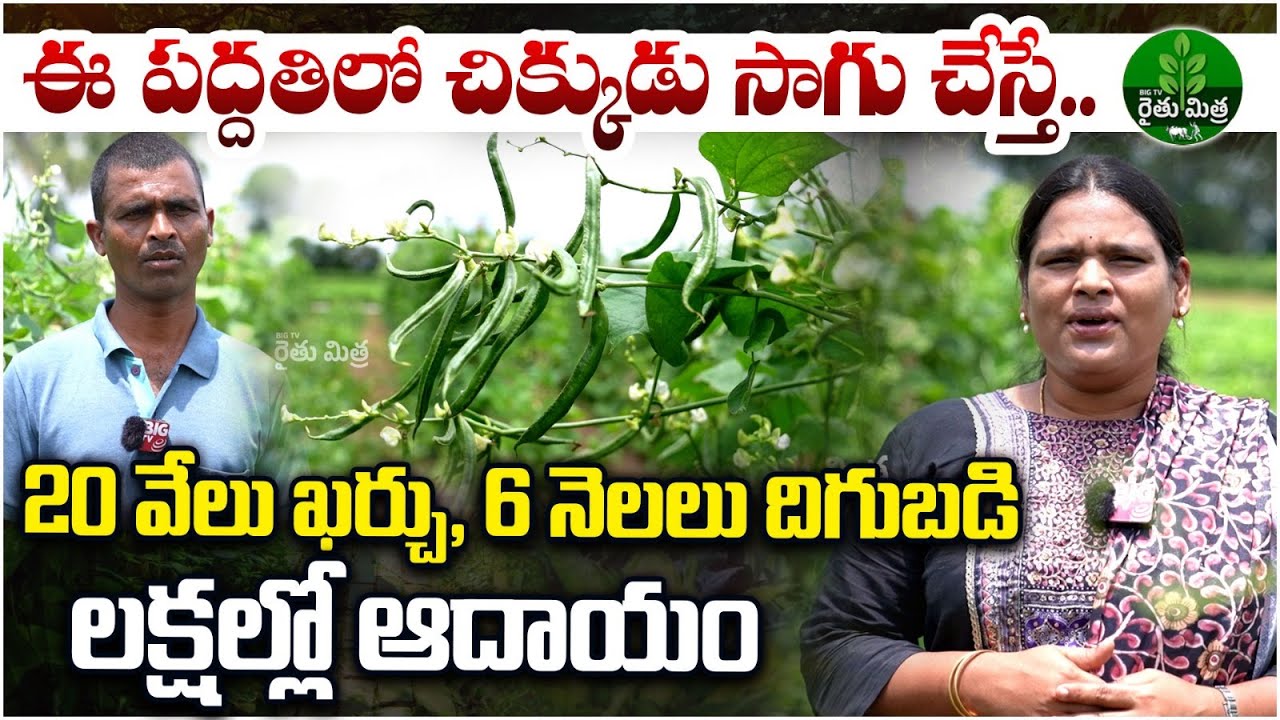 Broad Bean Cultivation in Staking Method | లక్షల్లో లాభాలు పండిస్తున్న చిక్కుడు సాగు | Rythu Mitra