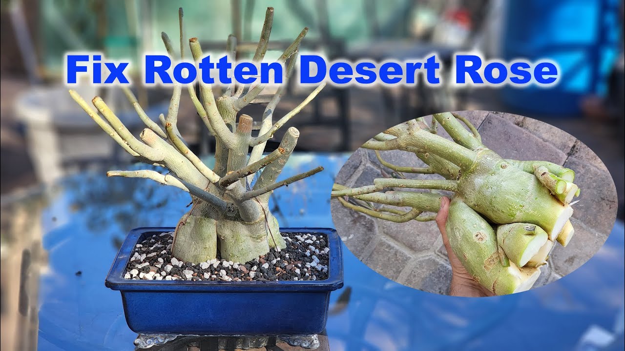 Save your rotten and dying Desert Rose | GreenMangoes | Adenium