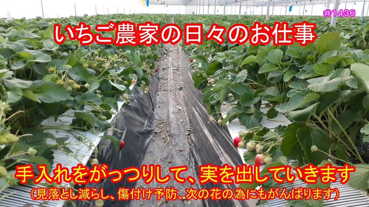 手入れをがっつりして、実を出していきます（見落とし減らし、傷付け予防、次の花の為にもがんばります）　いちご農家の日々のお仕事＃１４３６