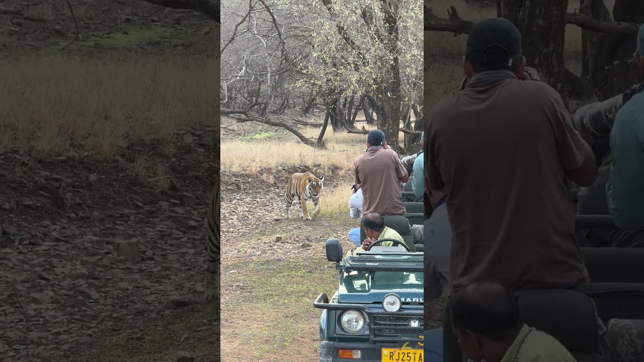 Tiger spotted in Ranthambore national park Zone 3 #ranthambore #tiger #safari