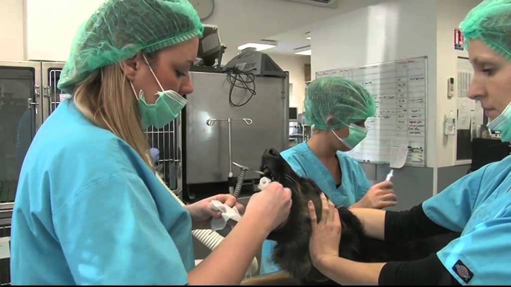 Pratiquer une anesthésie sur un animal