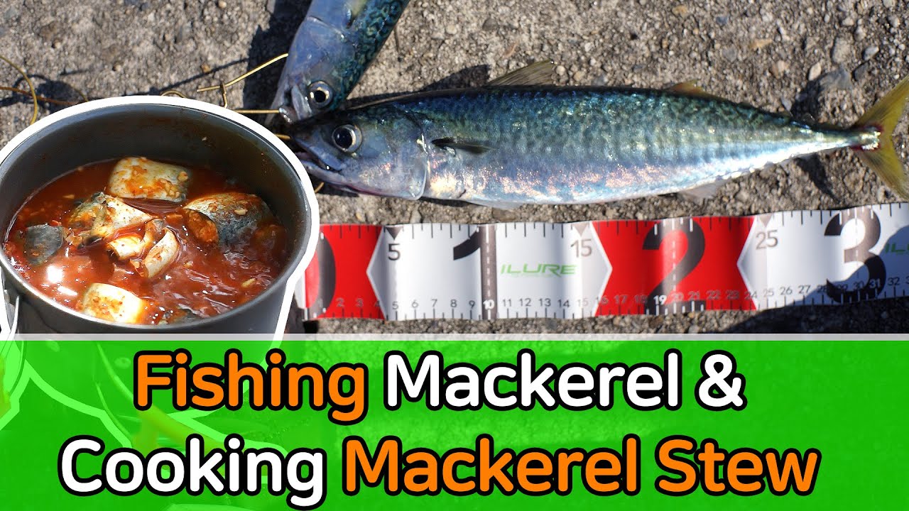 Korea camping in Gangneung and Mackerel fishing / fishing and cooking Korean food