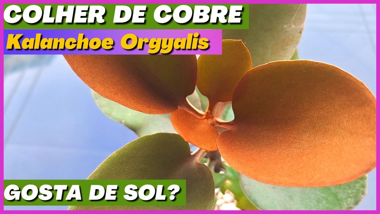 SUCULENTAS: COLHER DE COBRE Como Cuidar e Fazer Mudas | #kalanchoes Kalanchoe Orgyalis