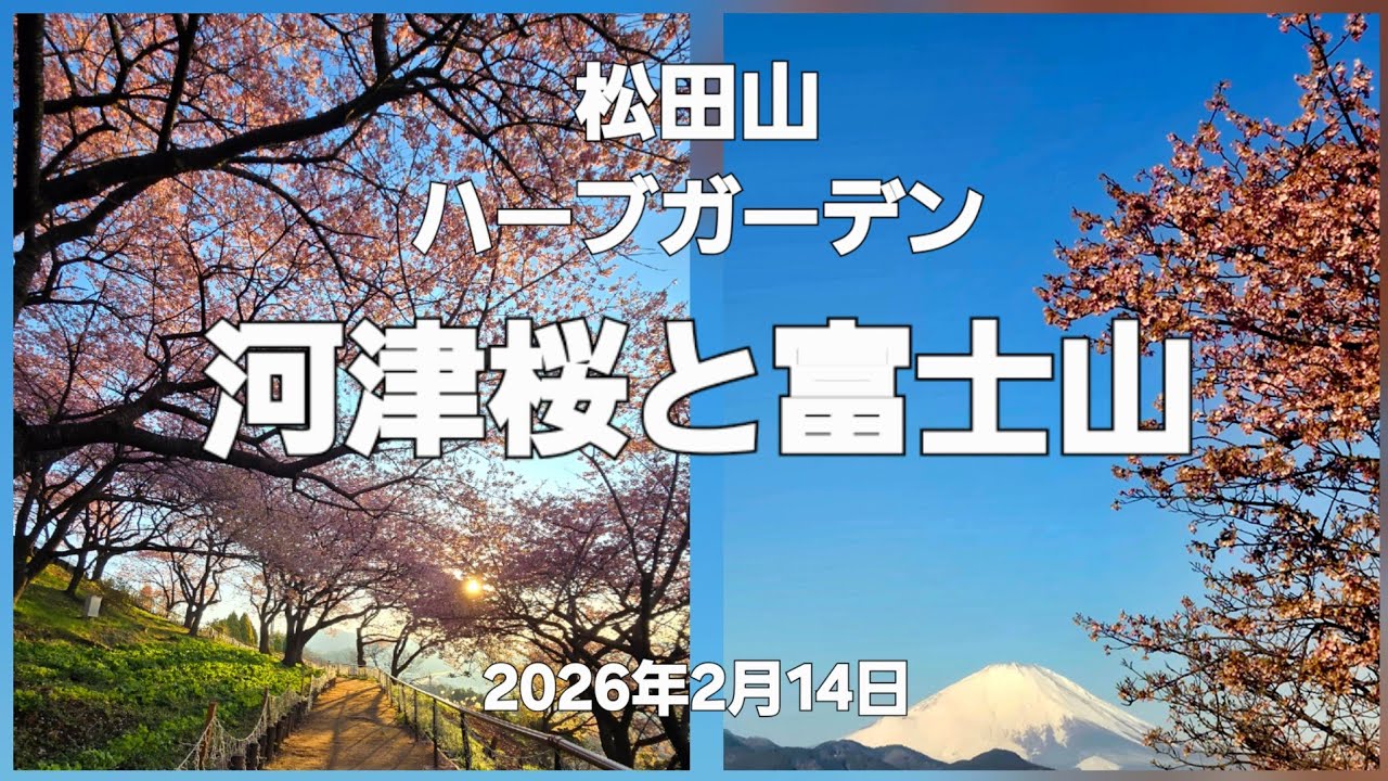 河津桜【松田山ハーブガーデン】(2026年2月14日撮影)