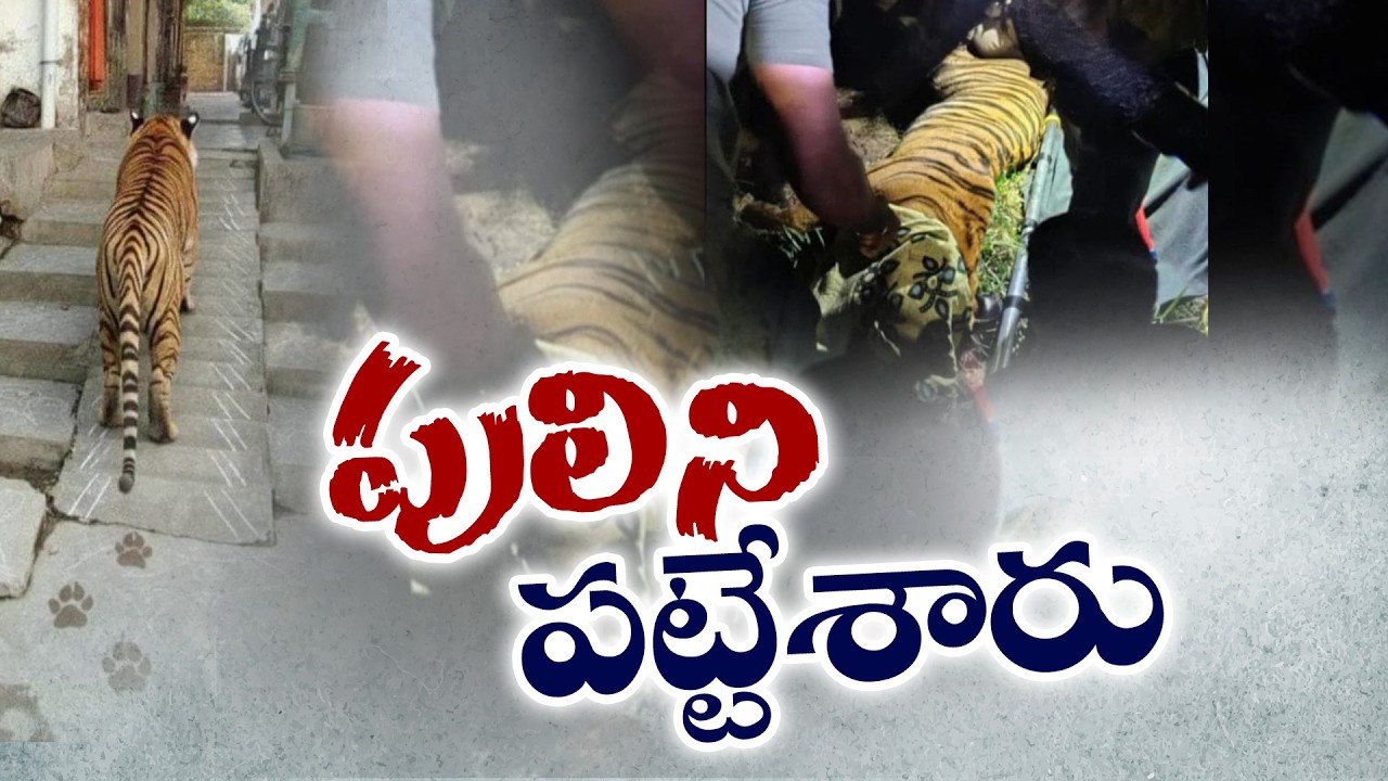 పెద్దపులిని బంధించిన అటవీ అధికారులు | Big Tiger Captured by Forest Officials in East Godavari