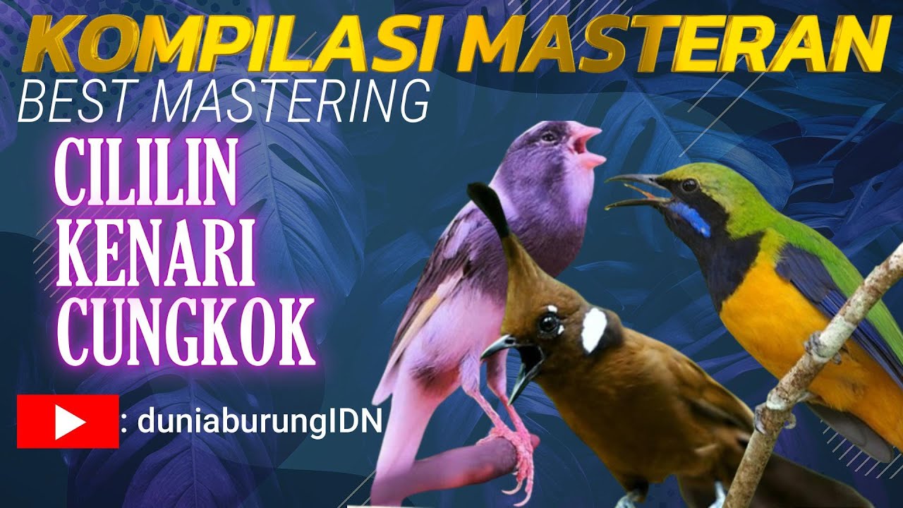 MASTERAN MURAI BATU || CILILIN || KENARI || CUCAK CUNGKOK || SUARA JERNIH #MASTERAN #muraibatu