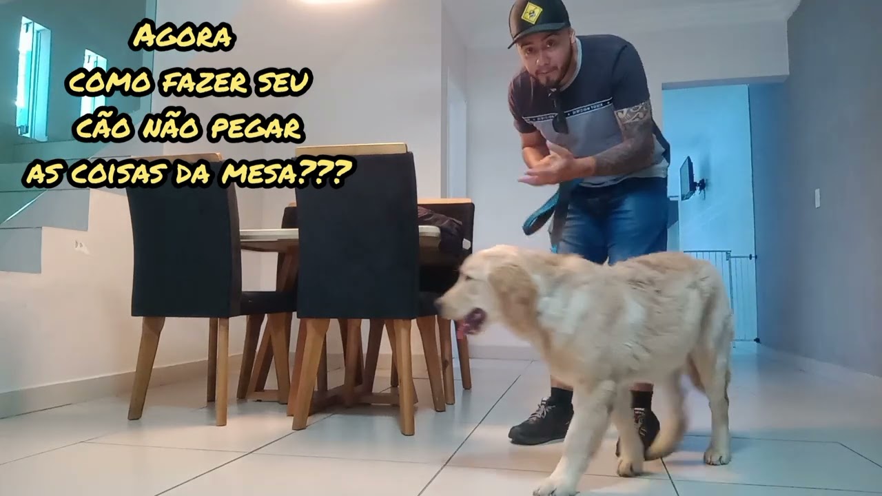 como acabar com manias indesejadas do seu cão??? aula com o Golden Spaike!!!