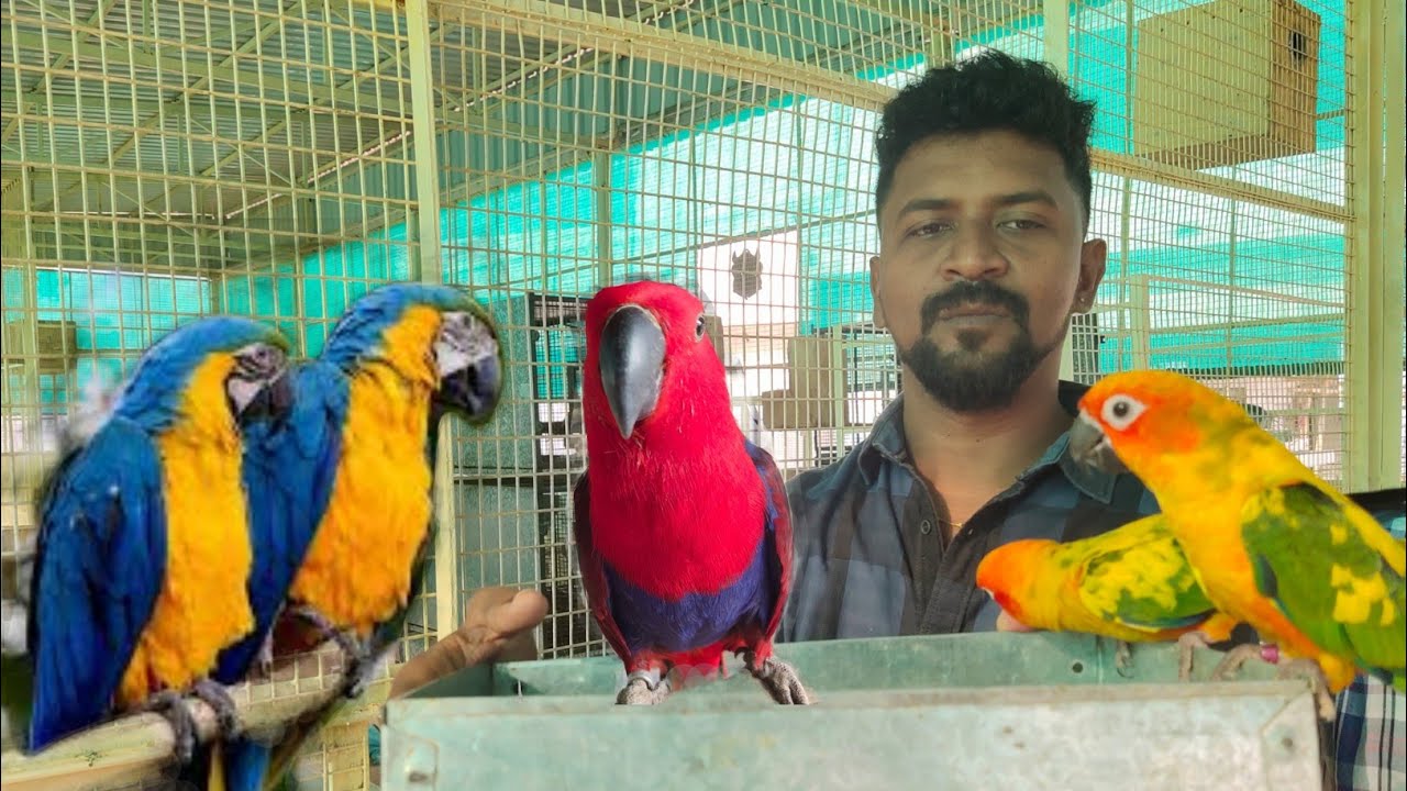 Exotic Birds Farm and Sales/பறவைகளின் சரணாலயம்/Nanga Romba Busy/NRB.