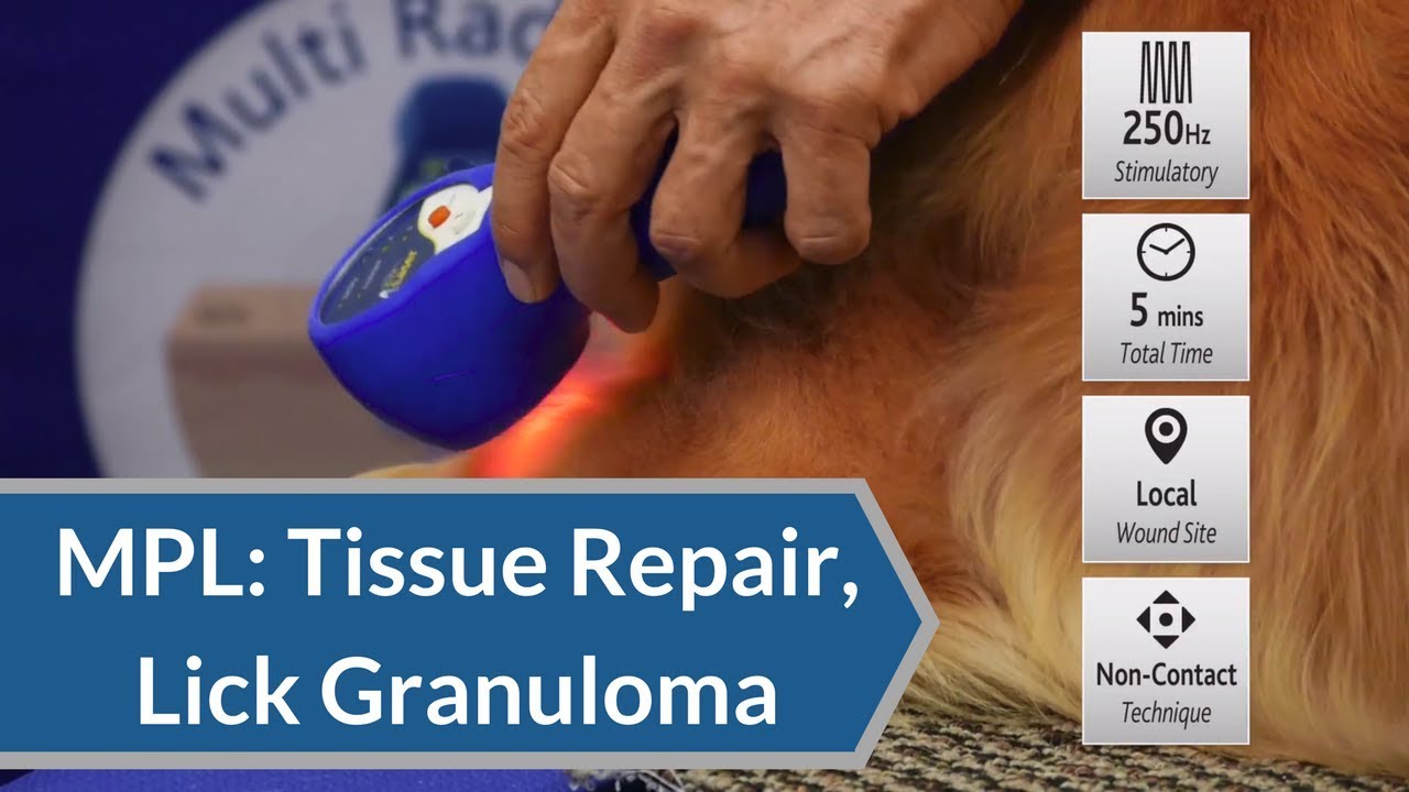 Laser Therapy Protocol: Tissue Repair and Lick Granuloma | My Pet Laser