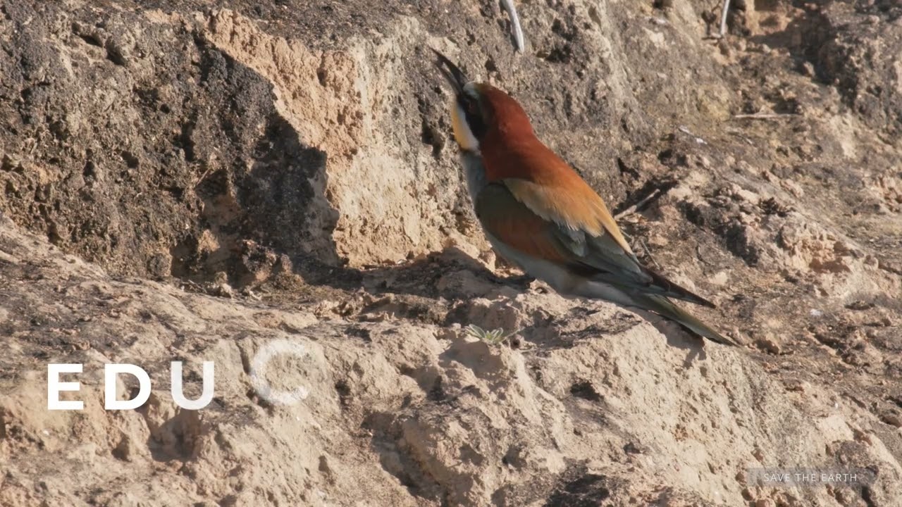 ABEJARUCO EUROPEO / OBJETIVO: SALVAR LA TIERRA