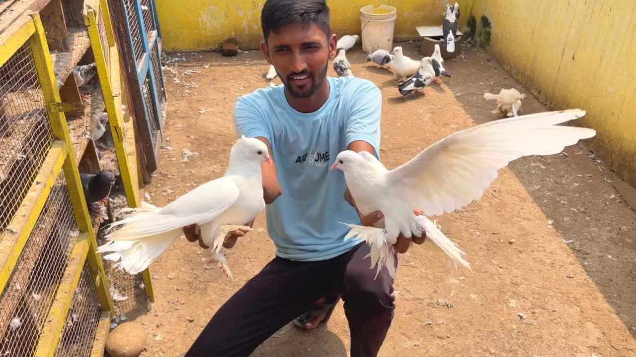 My Fancy Pigeon Collection 😍