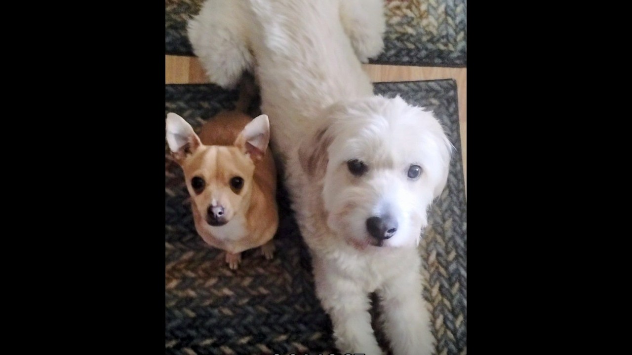 my critters