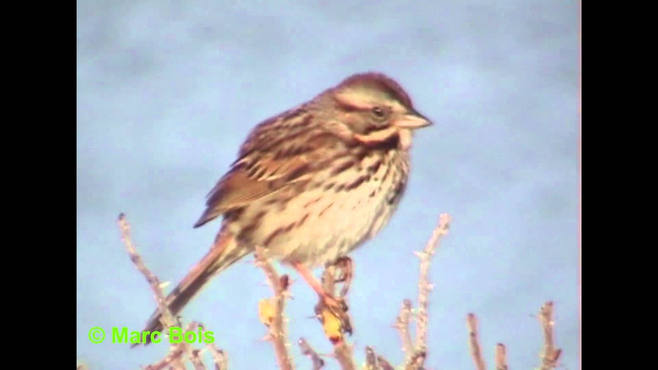 Bruant chanteur/Song Sparrow