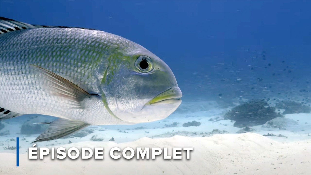 &Icirc;le Lady Elliot : Plong&eacute;e au c&oelig;ur du corail et de la vie marine | &Icirc;les cach&eacute;es d'Australie 101