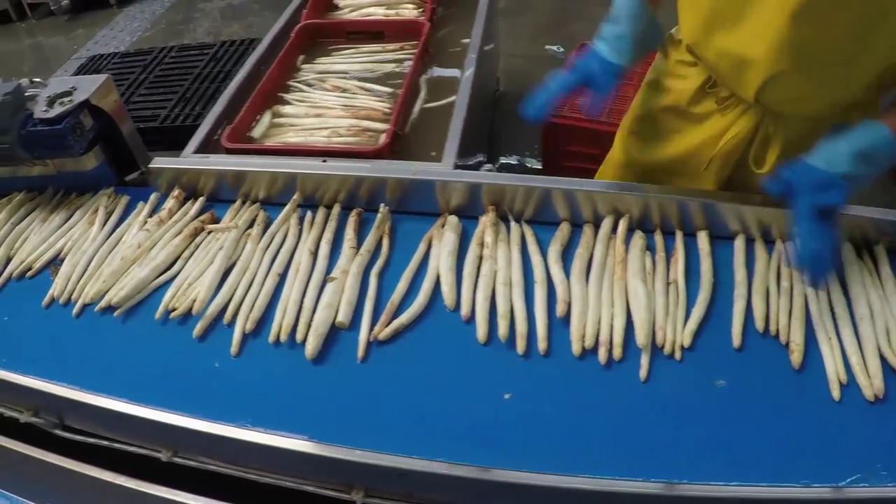 Strauss Spargelsortierung grün und weiß / asparagus sorting