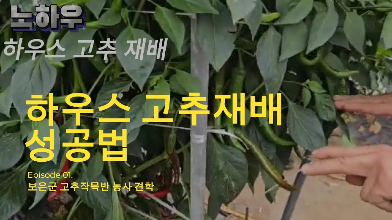 [#하우스고추재배] 고추농사도 배워야 합니다! 하우스 고추재배 성공법 !