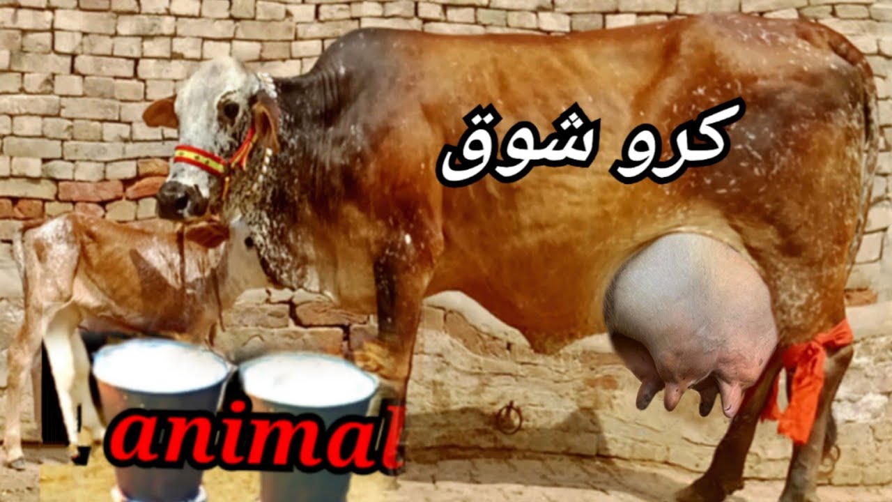 (03027249805)30 -1-2026 cholistani freezan cow 🐄 for sale on YouTube 