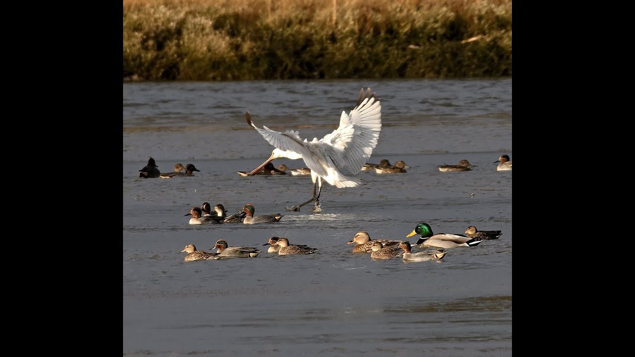 old and re-edited footage of spoonbills+ from 2021 in Poole harbour in Dorset #birds#wildlife#nature