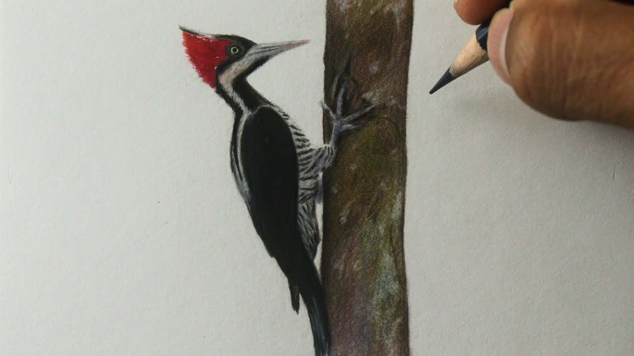 Como desenhar um Pica Pau PASSO A PASSO narrado