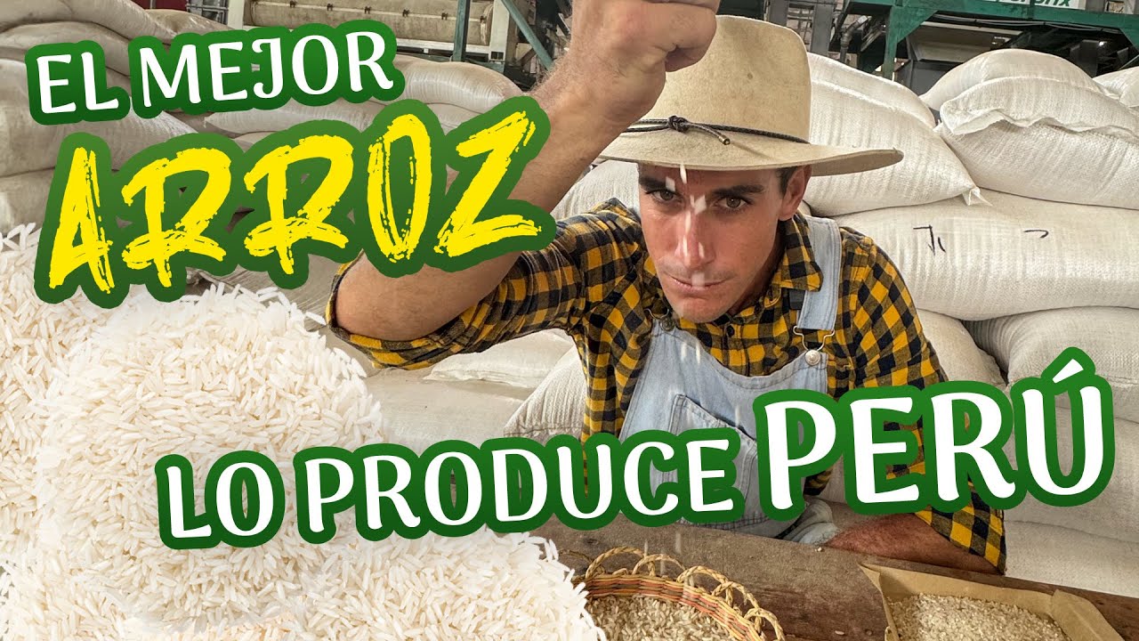 Agricooltores: ¡El mejor ARROZ del mundo 🌍 ! Lo tiene PERÚ 🇵🇪 🌾🍚
