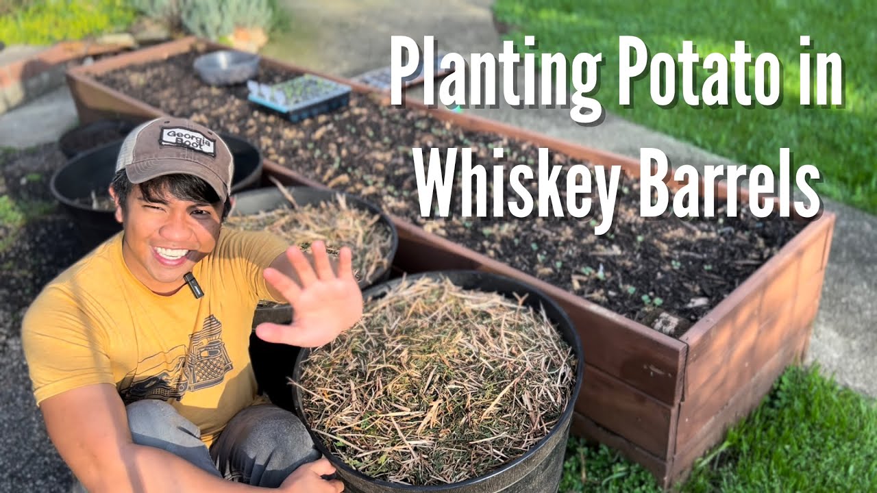 Part 2: Planting Purple Potatoes in Whiskey Barrels Zone 7b