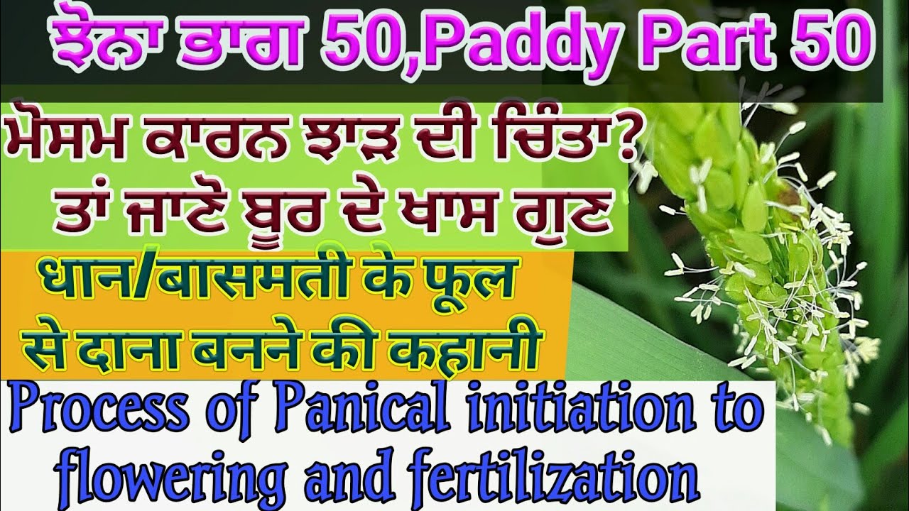 Rice process of flowering to grain making (ਬੂਰ ਤੋਂ ਦਾਣੇ ਤੱਕ  ਸਫਰ ਅਤੇ ਫੁੱਲ ਦੀ ਚਾਲ) Shergill Markhai