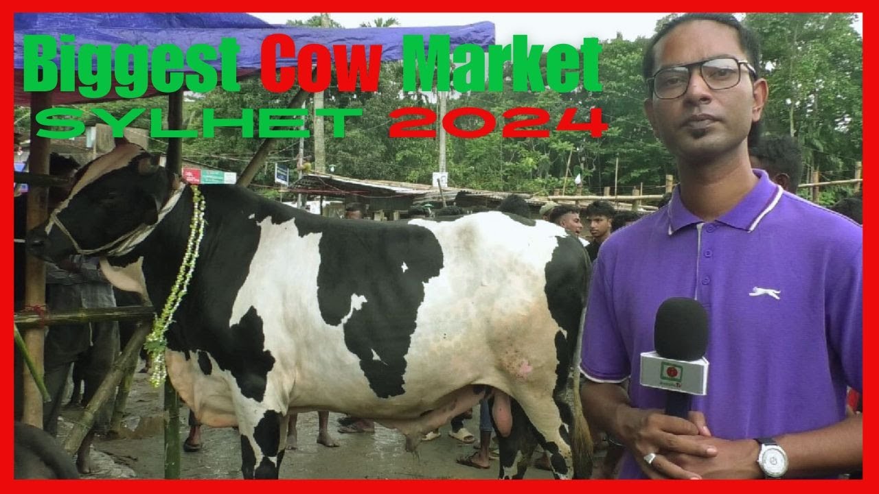 Biggest Cow Market in Sylhet 2024।। সিলেটের সবচেয়ে বড় গরুর হাট ২০২৪